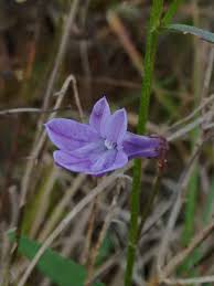 Image result for Platylepis glandulosa