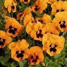 Swiss Giant Orange Scarlet Flame Viola Pansy Flower Seeds Etsy Pansies Flowers Flower Seeds Pansies