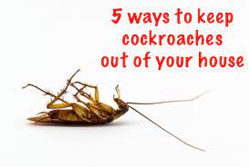 We did not find results for: 5 Ways To Keep Cockroaches Off Your House 6 Steps With Pictures Instructables