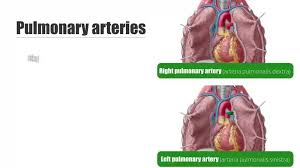 The aorta is the main systemic artery and the largest artery of the body. File Left And Right Pulmonary Arteries Anatomy Function Human Anatomy Kenhub 1 Webm Wikimedia Commons