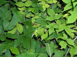 Poison ivy (toxicodendron radicans and toxicodendron rydbergii), poison oak (toxicodendron diversilobum and toxicodendron pubescens), and poison sumac (toxicodendron vernix) all contain the same toxic oil named urushiol, which causes a red, blistering, itchy rash. File Raspberry And Poison Ivy Leaves Jpg Wikimedia Commons