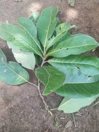 Image result for Terminalia macroptera