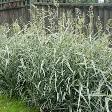 Image result for Carex mannii