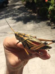 Find the perfect eastern lubber grasshopper stock photos and editorial news pictures from getty images. Eastern Lubber Grasshopper Friend And Nemesis Steemit