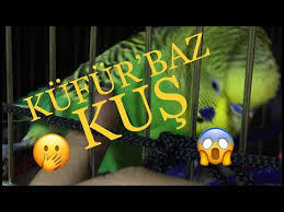 Terbiyesiz Kufurbaz Kus Agzina Geleni Sayiyor Kufurbaz Muhabbet Kusu Youtube