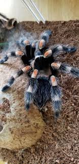 Spider control fountain hills arizona. 7 Brachypelma Hamorii Ideen Vogelspinnen Spinne Vogelspinne