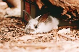 Cats and bunny, méxico, d. Can Baby Rabbits Drink Cow Milk Rabbit Care Tips