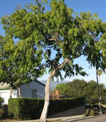 Image Result For Chinese Trees Pictures Street Trees Tree Landscape Design