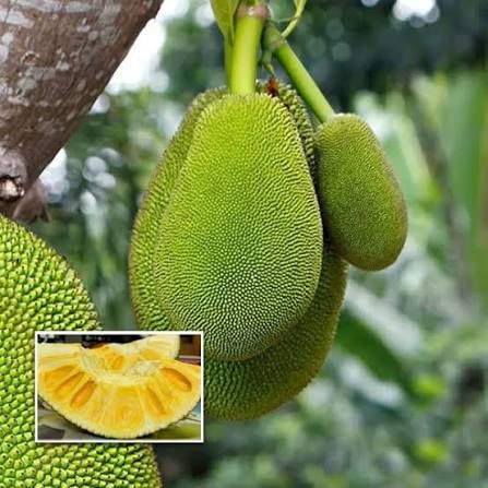 Exotic fruits