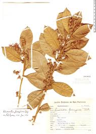 Image result for Chionanthus niloticus