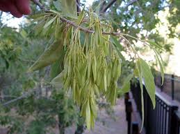 Image result for Fraxinus velutina