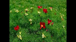 Rezervatia naturala bujorul de stepa, aprilie 2018 zau de campie, mures. Bujorul De StepÄ Zau De Campie JudeÈul MureÈ Youtube