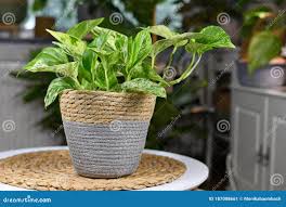Image result for Epipremnum en casa