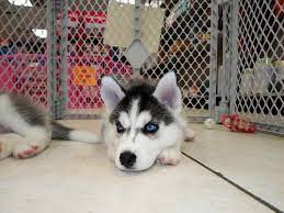 There is no other breed with their personality. Siberian Husky Puppies For Sale Near Me Craigslist Off 57 Www Usushimd Com