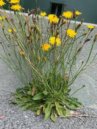 Image result for Hypochaeris