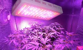 How much does it cost to run led grow lights. 900w Led Grow Light Yield