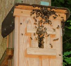 Ein bienenvolk ist im garten genauso gut aufgehoben wie im wald. Bienenvolk Im Garten Tiere Bienen