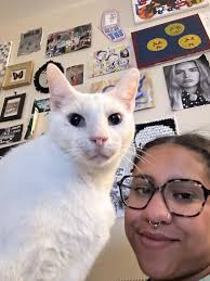 Found friendly outdoor cat