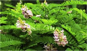 Image result for Abrus fruticulosus