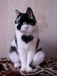 Her Zaman Dogruyu Soyle Ki Herseyi Hatirlamak Zorunda Kalmayasin Mark Twain If You Tell T Sevimli Kedi Yavrulari Sevimli Hayvan Yavrulari Sevimli Kediler