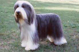 Bearded Collie Breed Information