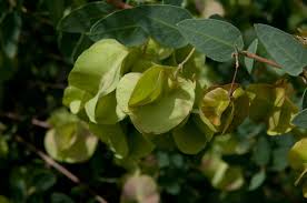 Image result for Triaspis hypericoides