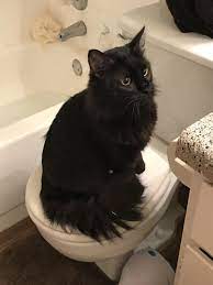 New Kitty Won T Eat Drink Or Use Litter Box Cat Pee Cats Pet Care
