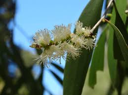 Image result for Melaleuca leucadendron