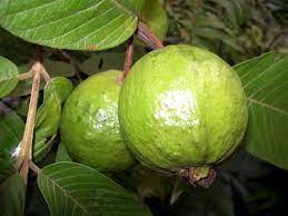 How To Grow Guava Tree In A Container Growing Guava Plant Tropical Fruit Naturebring In 2020 Guava Plant Guava Tree Guava Fruit