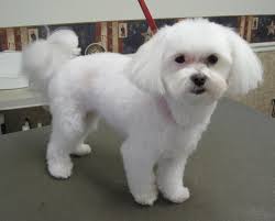 Maltese Dog Haircuts Maltese Dogs Haircuts Maltese Haircut Maltese Poodle