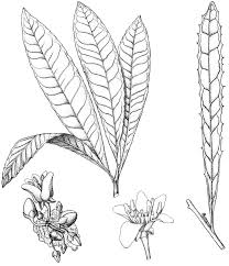 Image result for Brexia