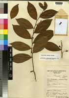 Image result for Carpolobia goetzei