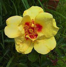 Check spelling or type a new query. Rose Rosa Eyeconic Lemonade In The Roses Database Garden Org