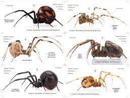 Learn about black widow spiders including how to identify them by appearance, habitat and diet, as well as control options suitable for black widow spiders. Widow Family Spider Identification Spider Identification Chart Spider