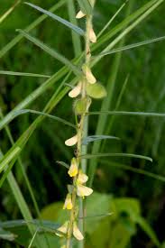 Image result for Eriosema