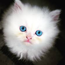 Baby Black And White Cat With Blue Eyes Baby Cat Blue Eyes Cat With Blue Eyes Baby Cats Cute Cats