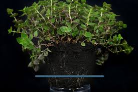 Turtle vine callisia repens bianca. Turtle Vine Callisia Repens