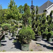 Image result for spiral cut juniper trees