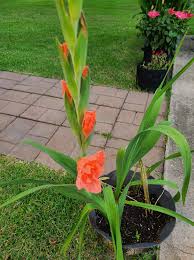 Image result for Gladiolus virgineus