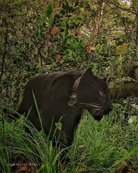Bodoamat channel 1 year ago. Melihat Penampakan Penghuni Gunung Ciremai Musang Rase Hingga Macan Tutul Jawa Kumparan Com