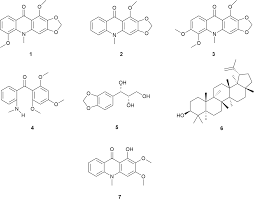Image result for Vepris grandifolia