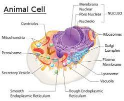 Let us look at animal cell parts and functions, using diagrams and illustrations. Animal Cell Parts Animal Cell Animal Cell Parts Cell Parts