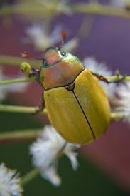 Image result for Bystiscus betulae grapevine