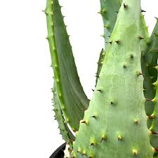 Image result for Aptosimum marlothii