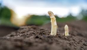 Below is a list of perennial vegetables in accord with their us hardiness zones. 20 Perennial Fruits Veggies To Plant Once Harvest Year After Year