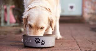 Free shipping on orders $49+, low prices and. Tips On Proper Dog Food Storage
