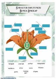 Secara umum ada 4 bagian utama dalam struktur bunga yaitu mahkota bunga, kelopak bunga, benang sari dan putik. Struktur Bunga Dan Fungsinya Interactive Worksheet