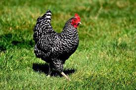 Maybe you would like to learn more about one of these? 5 Jenis Ayam Ras Petelur Terbaik Untuk Diternakkan Artikel Pertanian Terbaru Berita Pertanian Terbaru