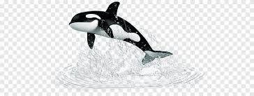 We did not find results for: Whale Jumping Out Of Water Whale Out Of Water Png Pngegg
