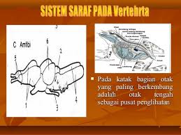 Sistem saraf pusat (ssp) adalah bagian terbesar, dan termasuk otak dan sumsum tulang belakang. Sistem Saraf Vertebrata Pdf Fusion Techsvoyagernow S Diary